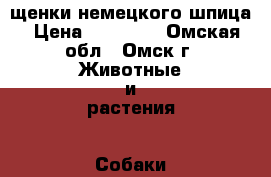 щенки немецкого шпица › Цена ­ 18 000 - Омская обл., Омск г. Животные и растения » Собаки   